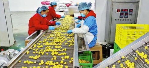 農村創業新思路 三個投資小、前景好的小型加工廠項目